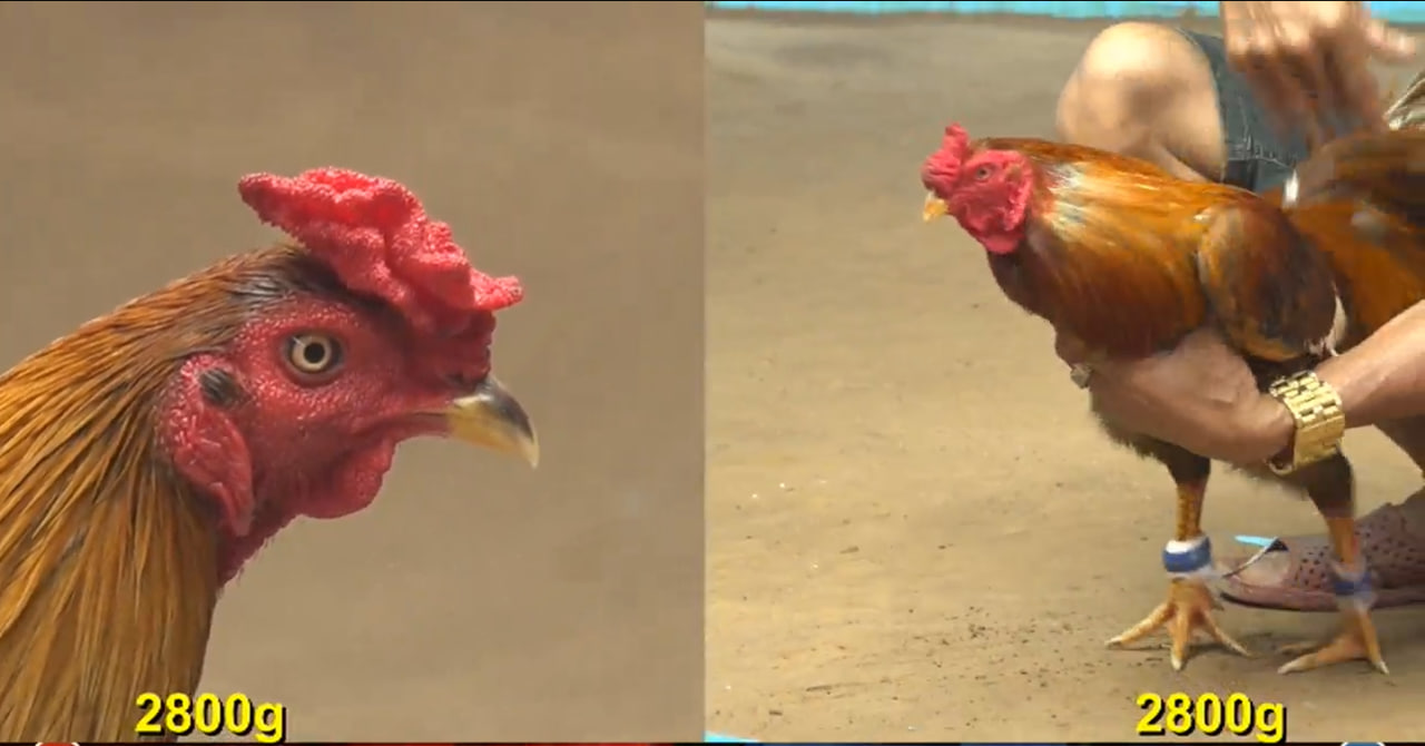 🔥Trực chiến Thomo – Những phút nghẹt thở trong trường gà Campuchia